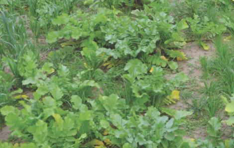  COVER CROP SPECIES SELECTION